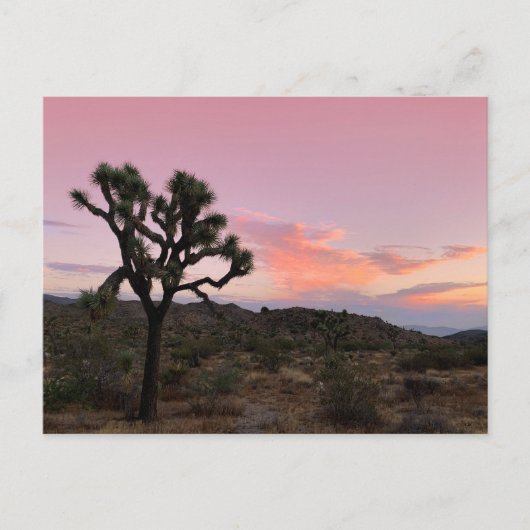 Joshua Tree California Sunset Briefkaart (Voorkant)
