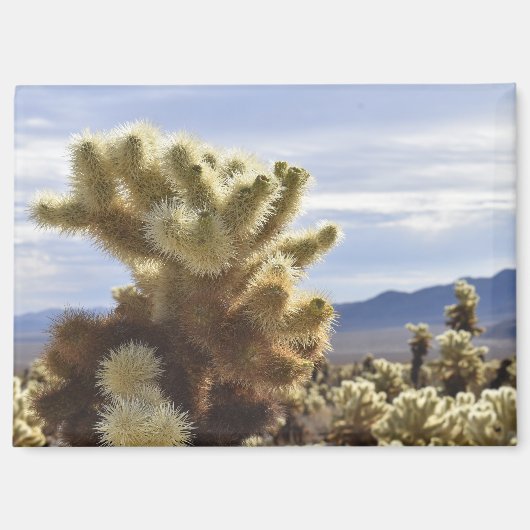 Joshua Tree Cholla Magnet (Voorkant)