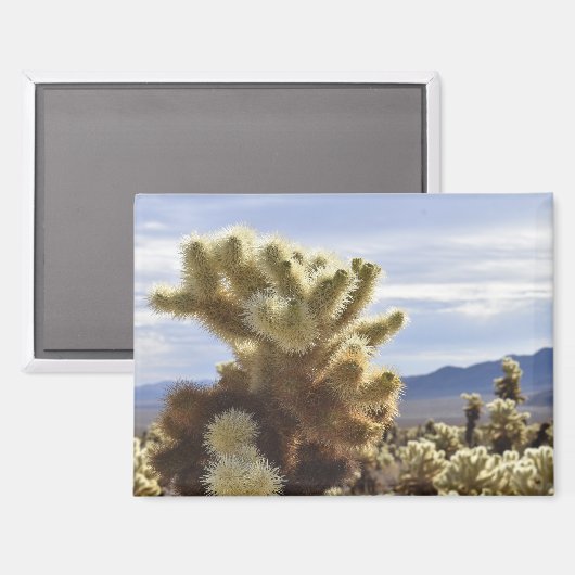 Joshua Tree Cholla Magnet (Voorkant / Achterkant)