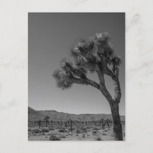 Joshua Tree Desert Landscape - National Park Foto Briefkaart