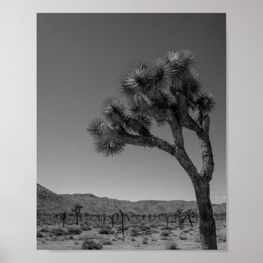 Joshua Tree Desert Landscape - National Park Foto Poster (Voorkant)