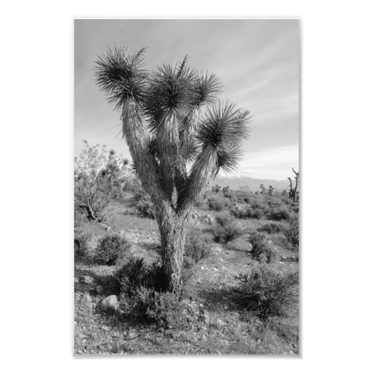 Joshua Tree Forest, Utah Foto Afdruk (Voorkant)