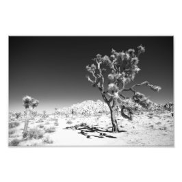 Joshua Tree Foto Afdruk