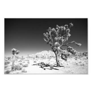 Joshua Tree Foto Afdruk