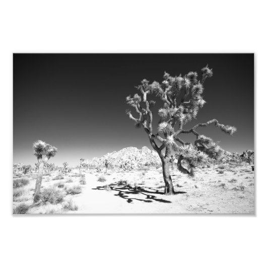 Joshua Tree Foto Afdruk (Voorkant)