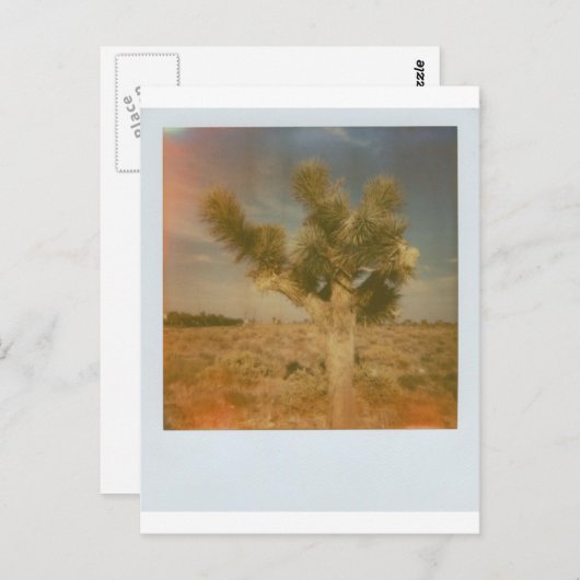 Joshua Tree gedecorreerd Briefkaart (Voorkant / Achterkant)