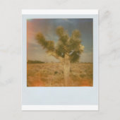 Joshua Tree gedecorreerd Briefkaart (Voorkant)