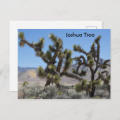 Joshua Tree in Californië Briefkaart (Voorkant / Achterkant)