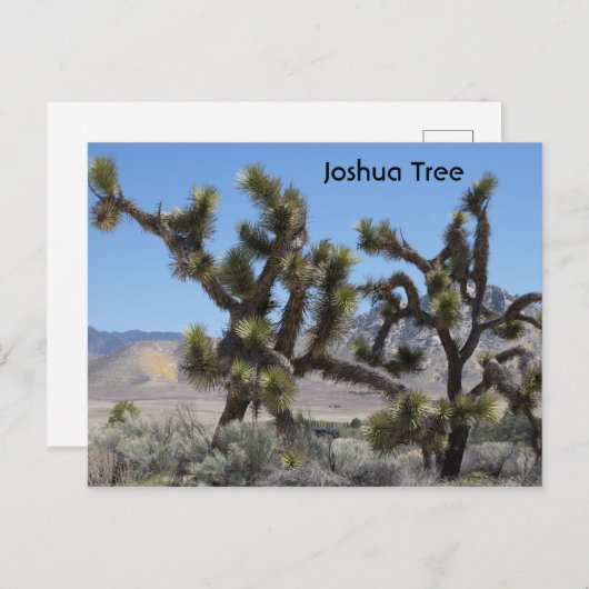 Joshua Tree in Californië Briefkaart (Voorkant / Achterkant)