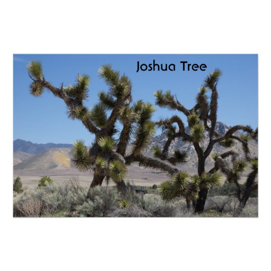 Joshua Tree in Californië Perfect Poster (Voorkant)