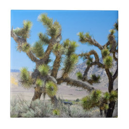 Joshua Tree in Californië Tegeltje