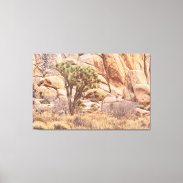 Joshua Tree in de woestijn Canvas Afdruk
