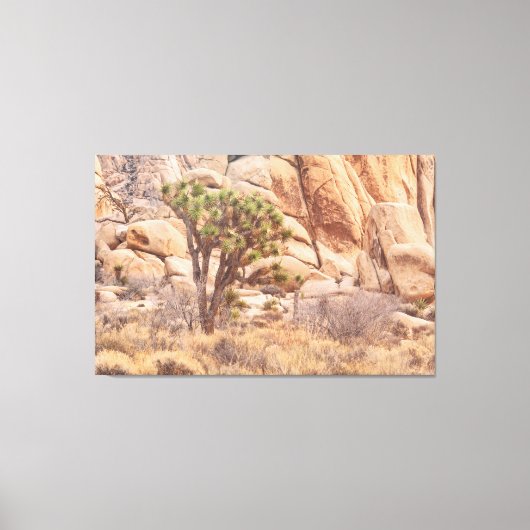 Joshua Tree in de woestijn Canvas Afdruk (Voorkant)