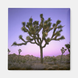 JOSHUA TREE NATIONAAL PARK, CALIFORNIË. VS. MAGNEET
