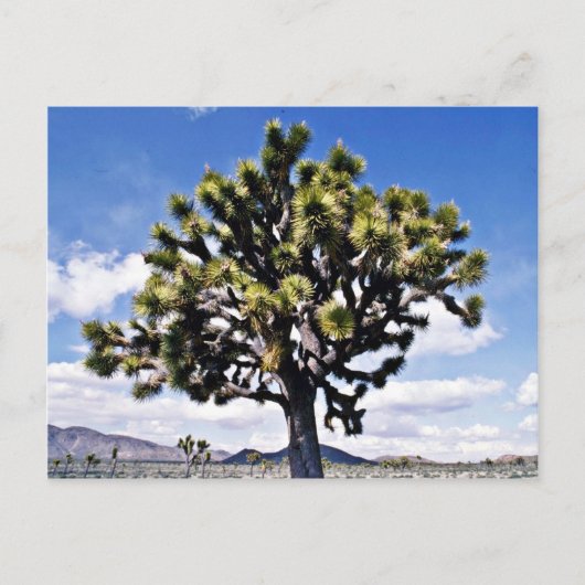 Joshua Tree - Nationaal Park Joshua Tree Briefkaart (Voorkant)