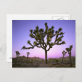 JOSHUA TREE NATIONAL PARK, CALIFORNIA. Verenigde S Briefkaart (Voorkant / Achterkant)