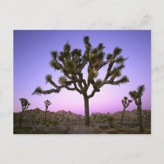 JOSHUA TREE NATIONAL PARK, CALIFORNIA. Verenigde S Briefkaart (Voorkant)