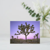 JOSHUA TREE NATIONAL PARK, CALIFORNIA. Verenigde S Briefkaart (Staand voorkant)