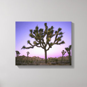 JOSHUA TREE NATIONAL PARK, CALIFORNIA. Verenigde S Canvas Afdruk