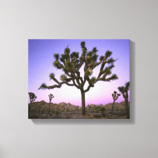 JOSHUA TREE NATIONAL PARK, CALIFORNIA. Verenigde S Canvas Afdruk (Voorkant)