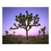 JOSHUA TREE NATIONAL PARK, CALIFORNIA. Verenigde S Foto Afdruk (Voorkant)