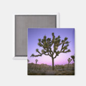 JOSHUA TREE NATIONAL PARK, CALIFORNIA. Verenigde S Magneet (Voorkant / Achterkant)
