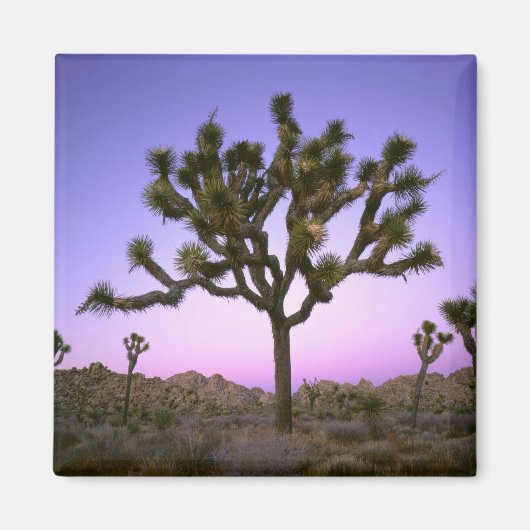 JOSHUA TREE NATIONAL PARK, CALIFORNIA. Verenigde S Magneet (Voorkant)