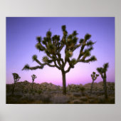 JOSHUA TREE NATIONAL PARK, CALIFORNIA. Verenigde S Poster (Voorkant)