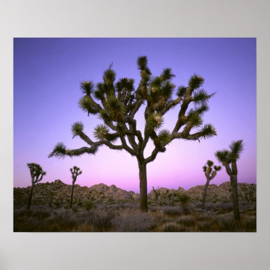 JOSHUA TREE NATIONAL PARK, CALIFORNIA. Verenigde S Poster (Voorkant)