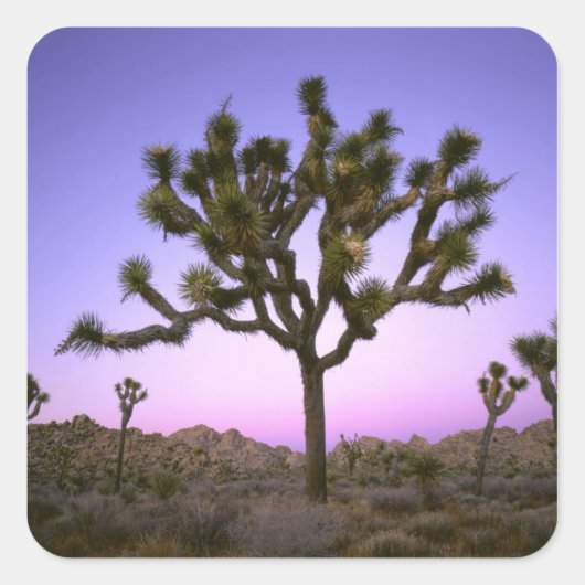 JOSHUA TREE NATIONAL PARK, CALIFORNIA. Verenigde S Vierkante Sticker (Voorkant)