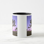 JOSHUA TREE NATIONAL PARK, CALIFORNIA. VS. MOK (Midden)