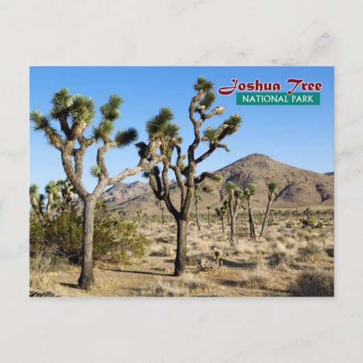 Joshua Tree National Park, Californië Briefkaart (Voorkant)