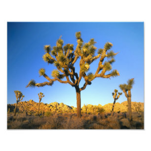 Joshua Tree National Park, Californië. Verenigde S Foto Afdruk