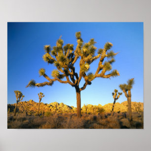 Joshua Tree National Park, Californië. Verenigde S Poster
