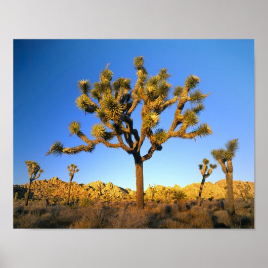 Joshua Tree National Park, Californië. Verenigde S Poster (Voorkant)