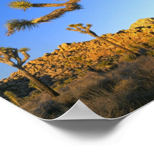 Joshua Tree National Park, Californië. Verenigde S Poster (Hoek)