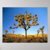 Joshua Tree National Park, Californië. Verenigde S Poster (Voorkant)