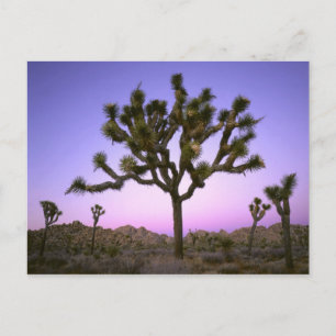 JOSHUA TREE NATIONAL PARK, CALIFORNIË. VS. BRIEFKAART