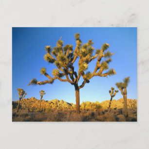 Joshua Tree National Park, Californië. VS. Briefkaart