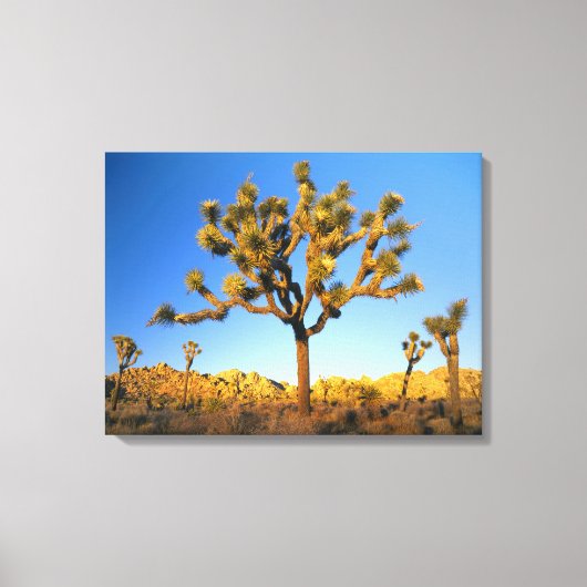 Joshua Tree National Park, Californië. VS. Canvas Afdruk (Voorkant)