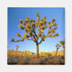 Joshua Tree National Park, Californië. VS. Magneet
