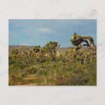 Joshua Tree National Park Woestijn Landschap