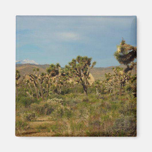 Joshua Tree National Park Woestijn Landschap Magneet (Voorkant)