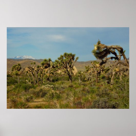 Joshua Tree National Park Woestijn Landschap Poster (Voorkant)