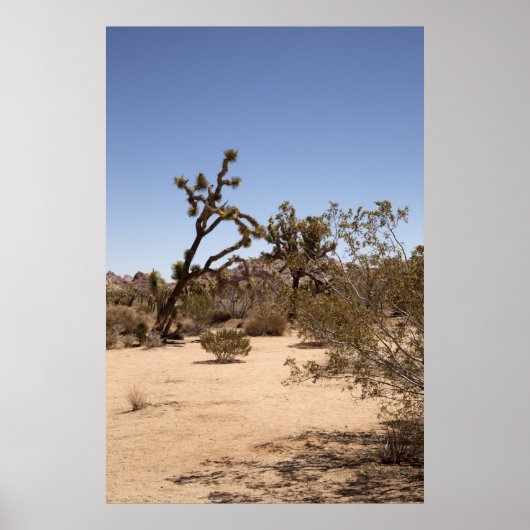 Joshua Tree Poster (Voorkant)