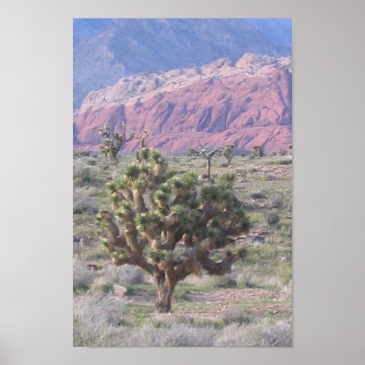 Joshua Tree Poster (Voorkant)
