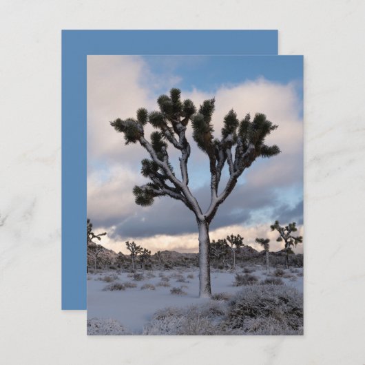 Joshua Tree Snowy Morning #2 Feestdagenkaart (Voorkant / Achterkant)