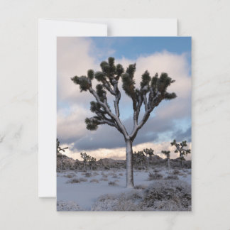 Joshua Tree Snowy Morning #2 Feestdagenkaart