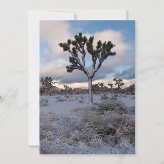 Joshua Tree Snowy Morning #2 Save The Date (Voorkant)