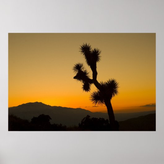 Joshua Tree Sunset Poster (Voorkant)